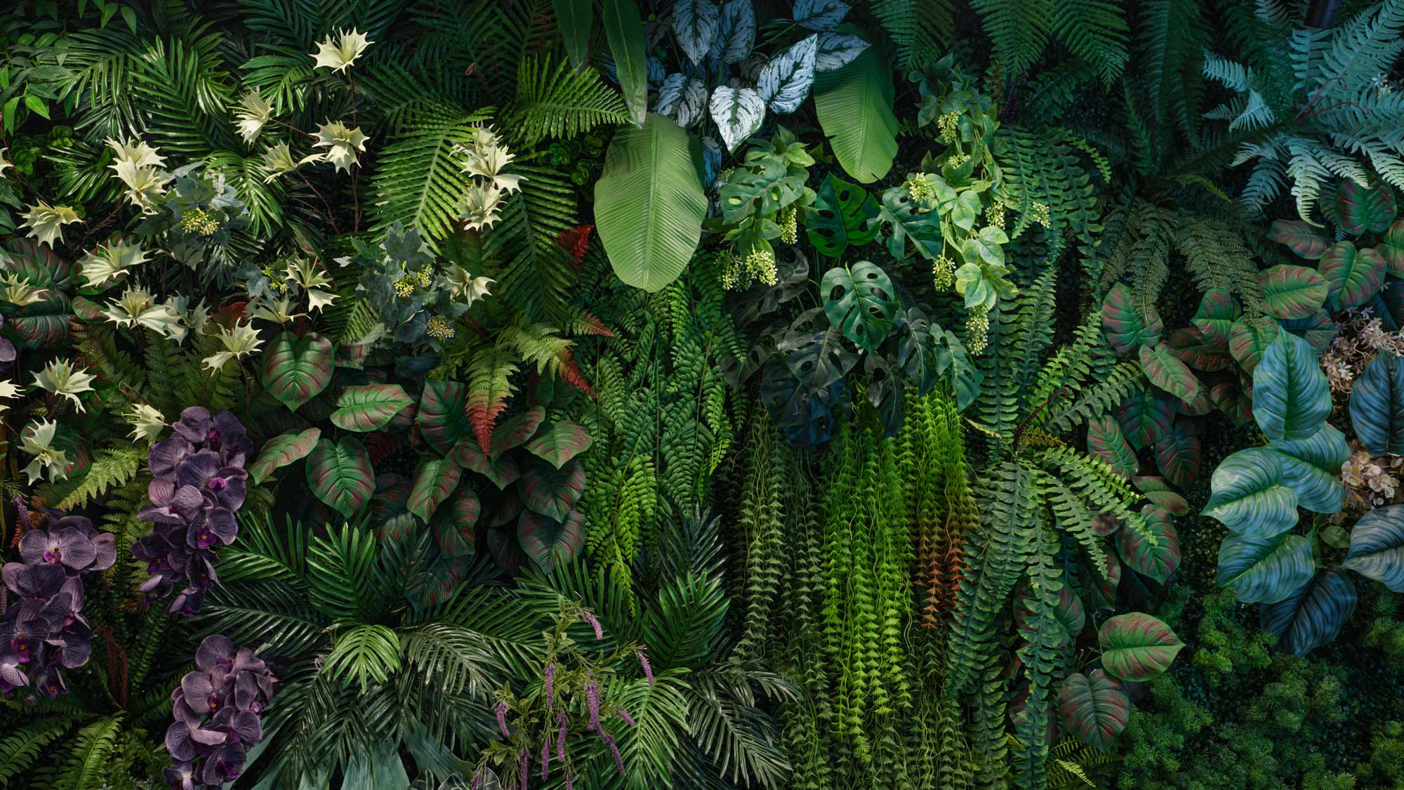 Dense jungle filled with a rich variety of plants and diverse vegetation.