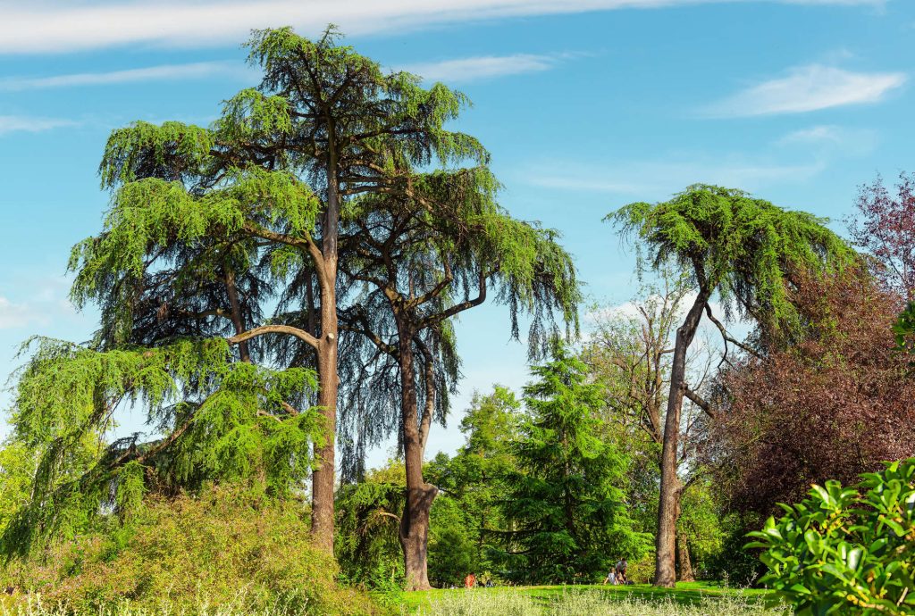 City park in Milan