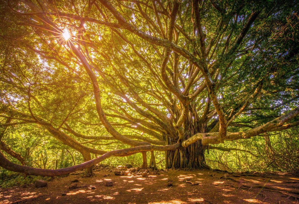 Banyan tree in hana