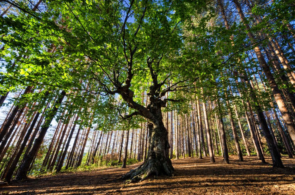 Big old tree in a pine forest
