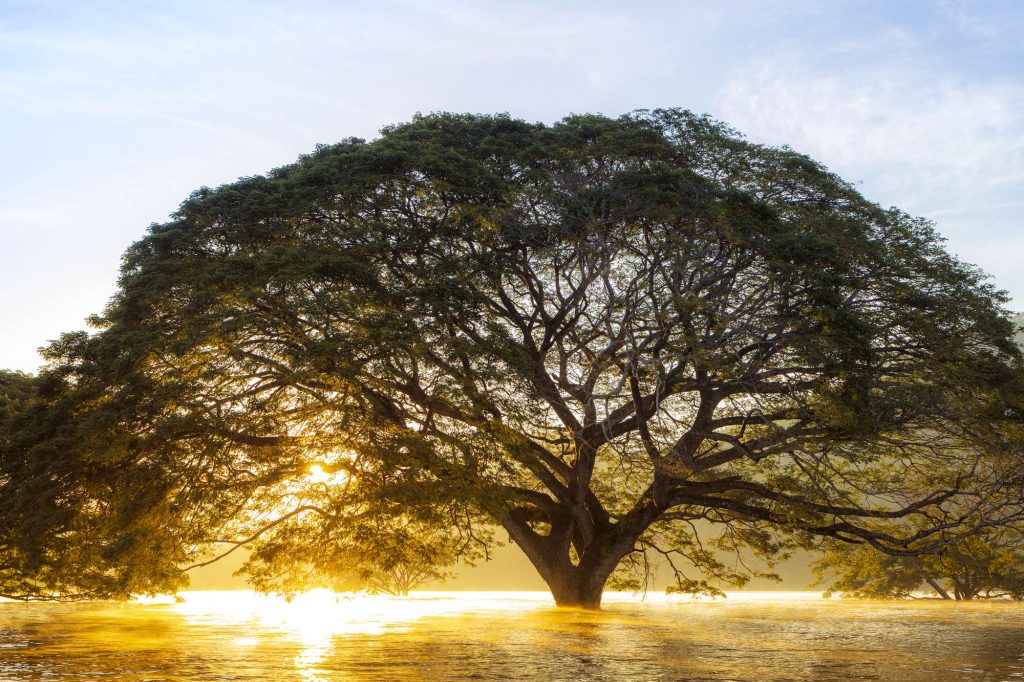 Big tree grows in the middle of the river.